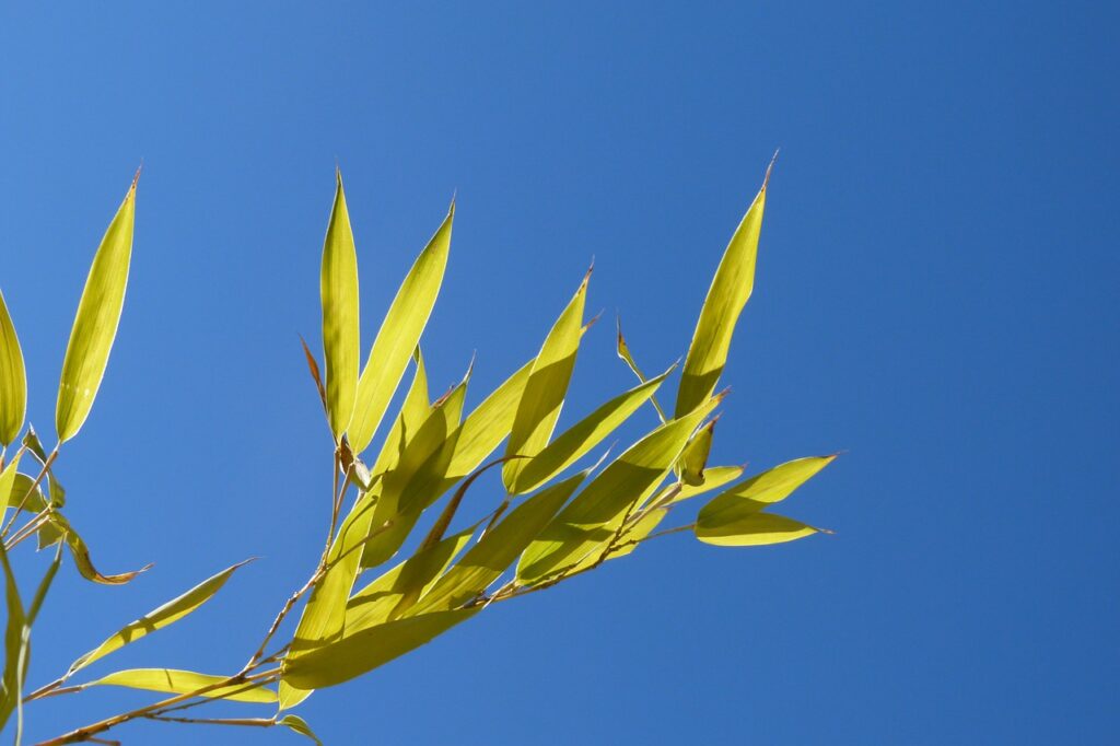 foliage, sheets, bamboo-295553.jpg